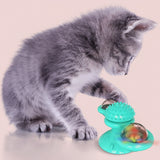 "Playful orange tabby cat spinning a green suction cup windmill toy on hardwood floor."